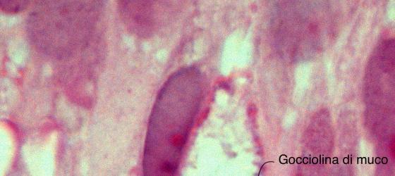 Epiteli semplici Atlante di istologia Atlas of Histology